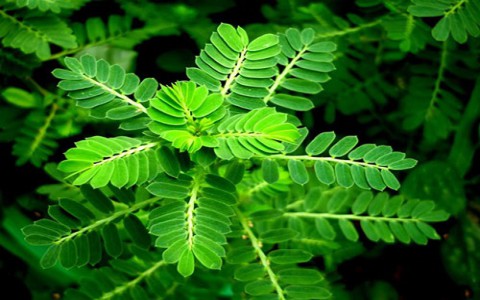 Những cây thuốc nam chữa bệnh gan hiệu quả